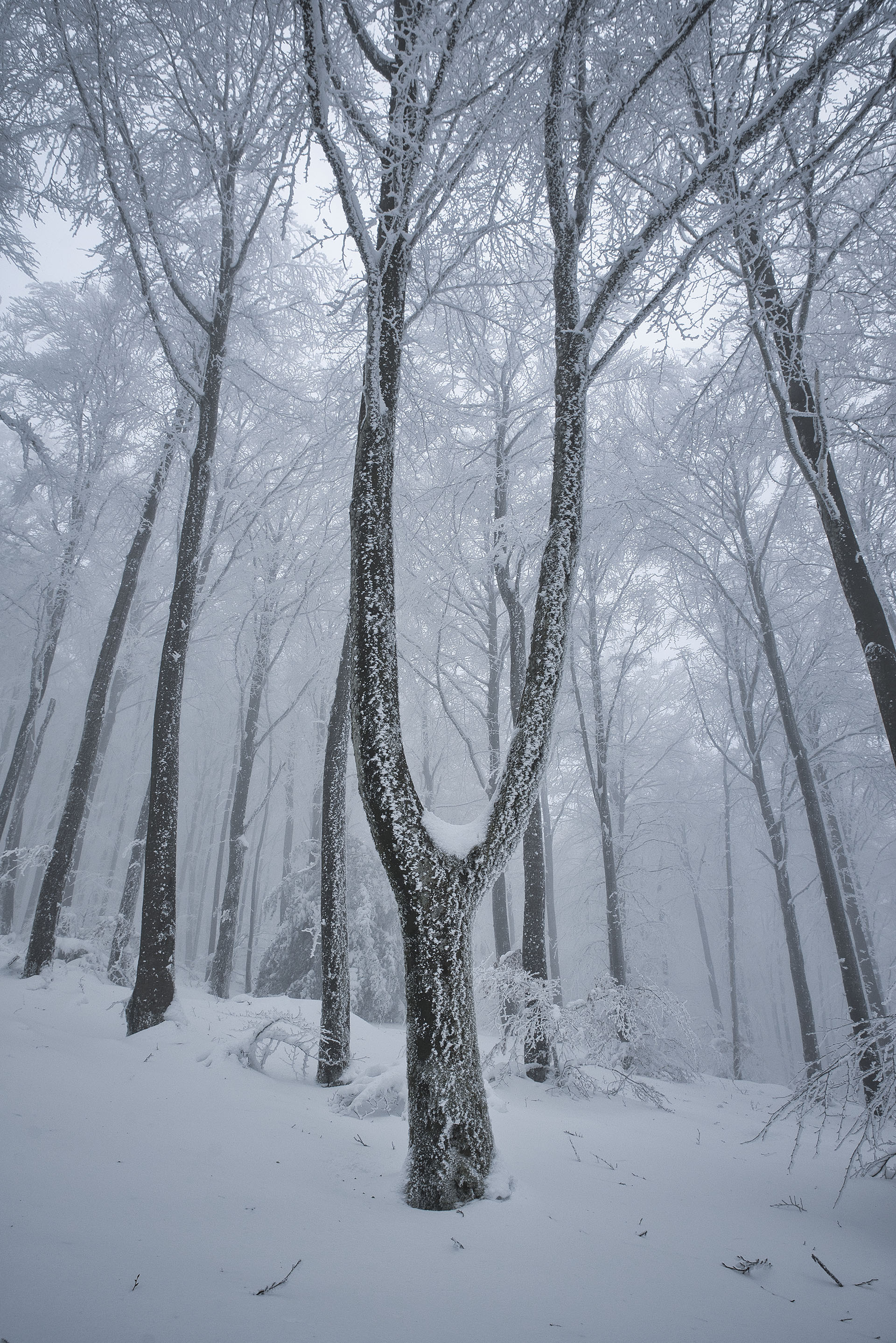 Paysage hivernal immaculé, une attraction majeure pour les touristes cherchant le calme et la beauté de la nature enneigée dans le Tarn.