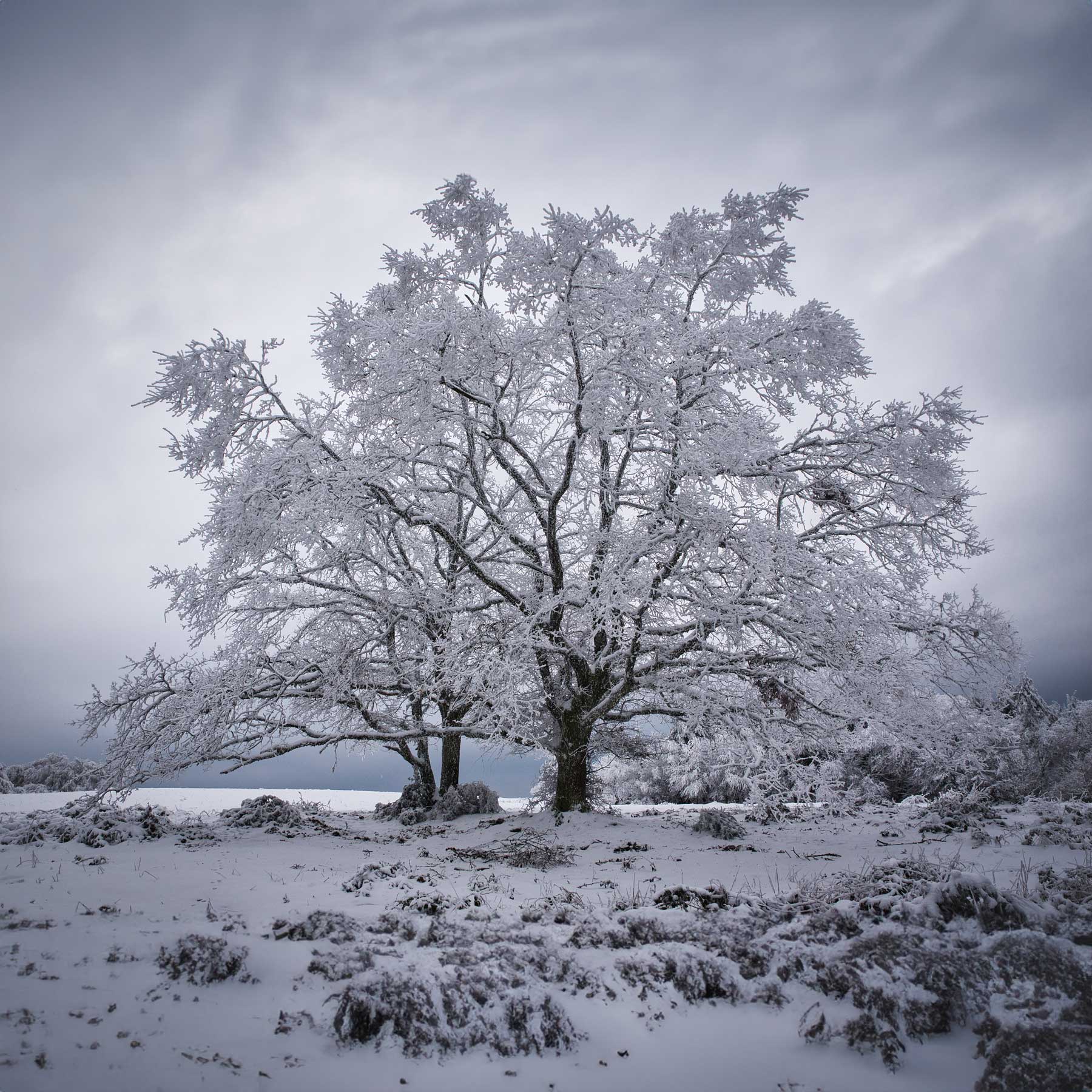 La splendeur de l'hiver se révèle dans cette étendue enneigée, parfaite pour le tourisme de saison.