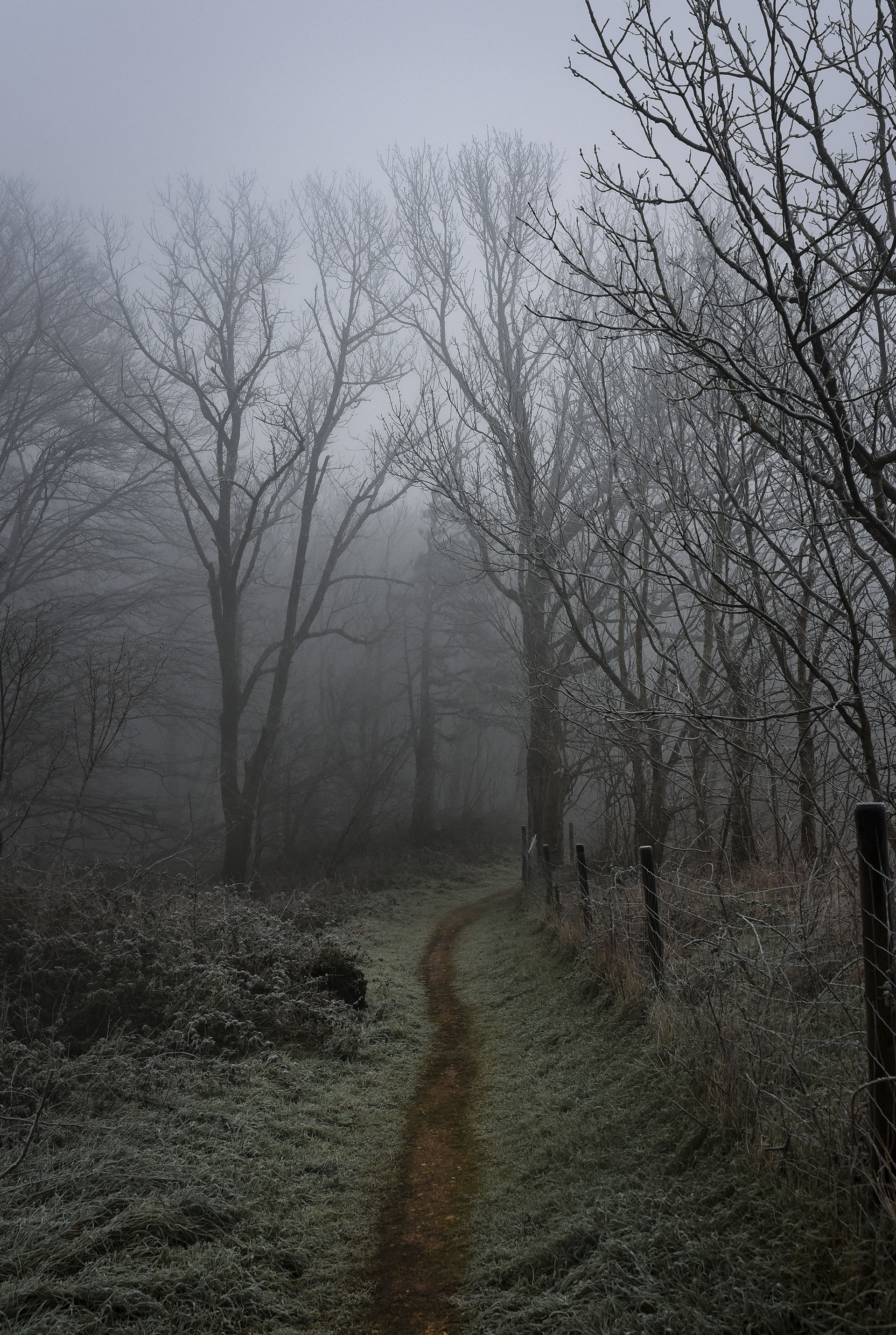 Évasion touristique au cœur d'une forêt de pins brumeuse, où la nature dévoile sa beauté mystique.