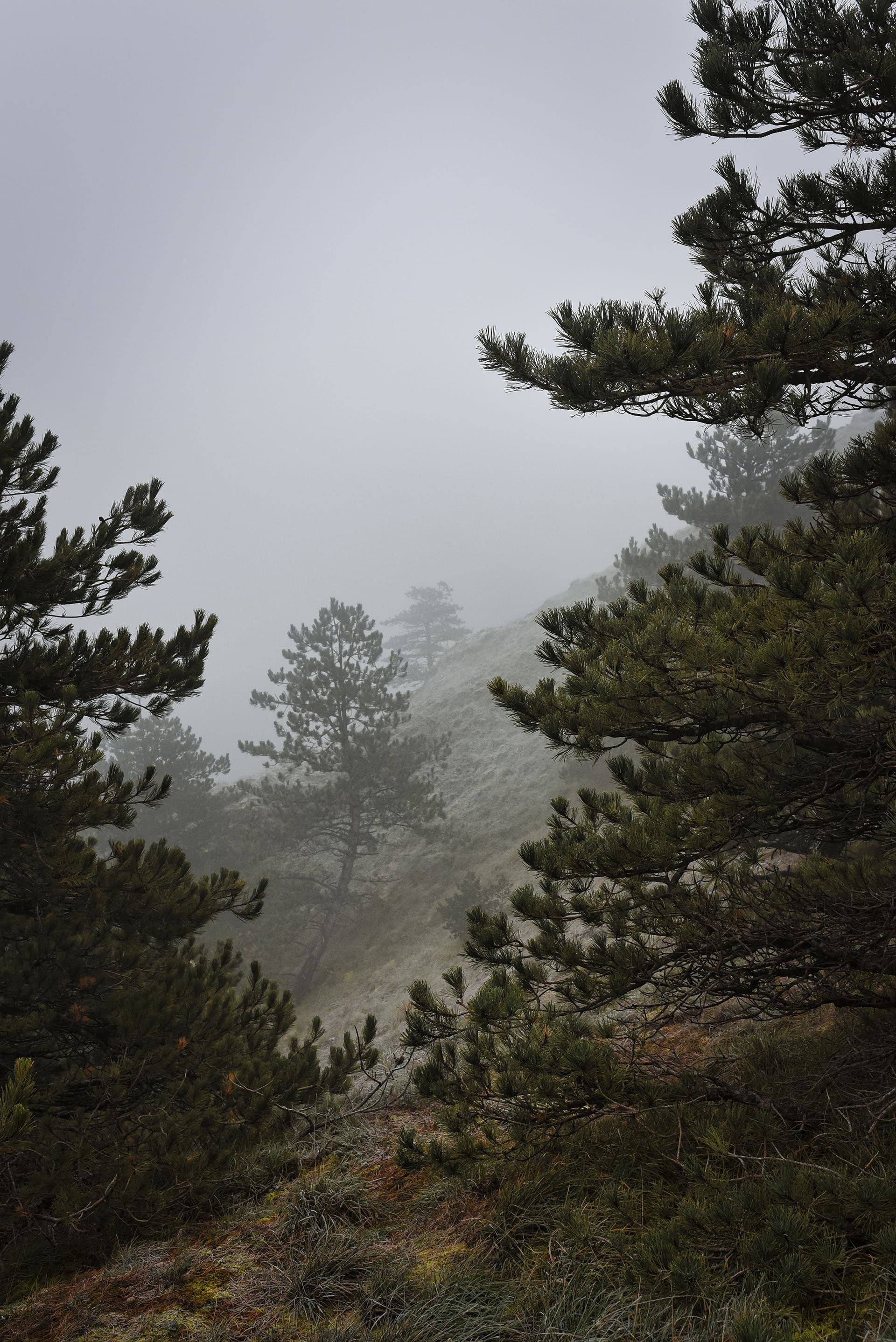 Attraction naturelle : les pins émergent du brouillard, offrant un spectacle féerique aux visiteurs.